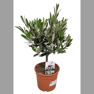 OLEA EUROPAEA