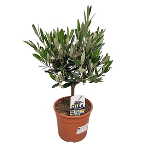 OLEA EUROPAEA