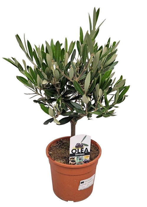 <h4>Olea Europaea Bush - 1241</h4>
