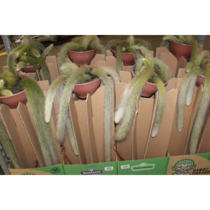 CACTUS RABO DE MACACO C18 PENDENTE