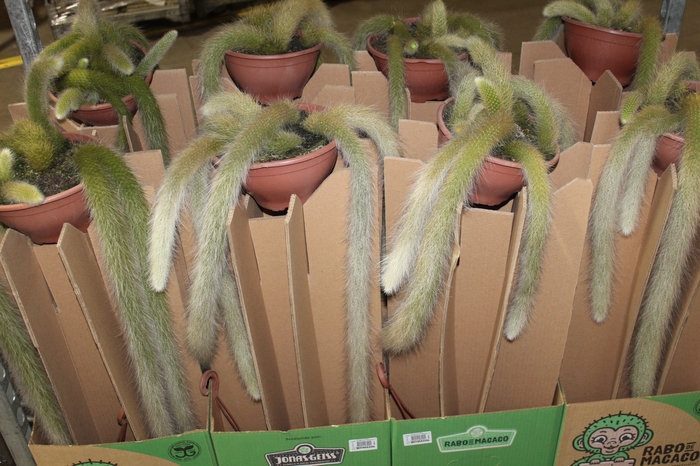 <h4>CACTUS RABO DE MACACO C18 PENDENTE</h4>