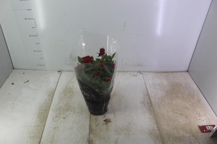 <h4>ROSEIRA MINI P13</h4>