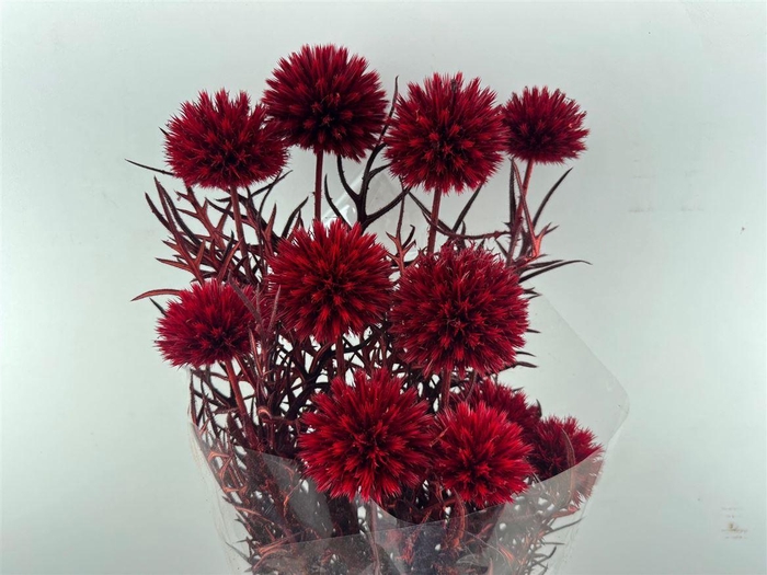 <h4>Pres Echinops 10pc Red Bunch</h4>