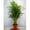 Dypsis lutescens   ...Chrysalidoca