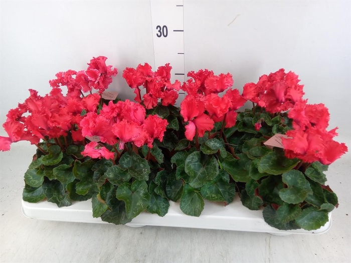 <h4>Cyclamen MD 'Merengue'</h4>