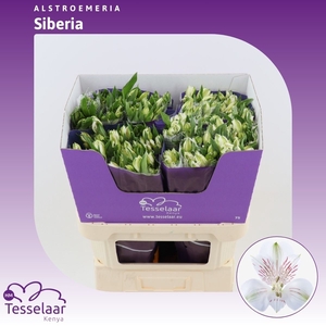 Alstroemeria Siberia | Heavy Quality+