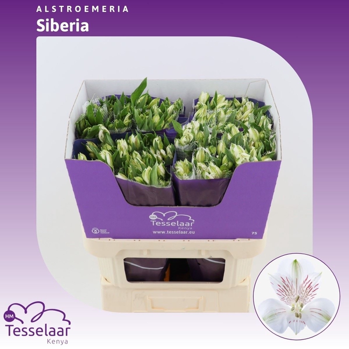 <h4>Alstroemeria Siberia | Heavy Quality+</h4>