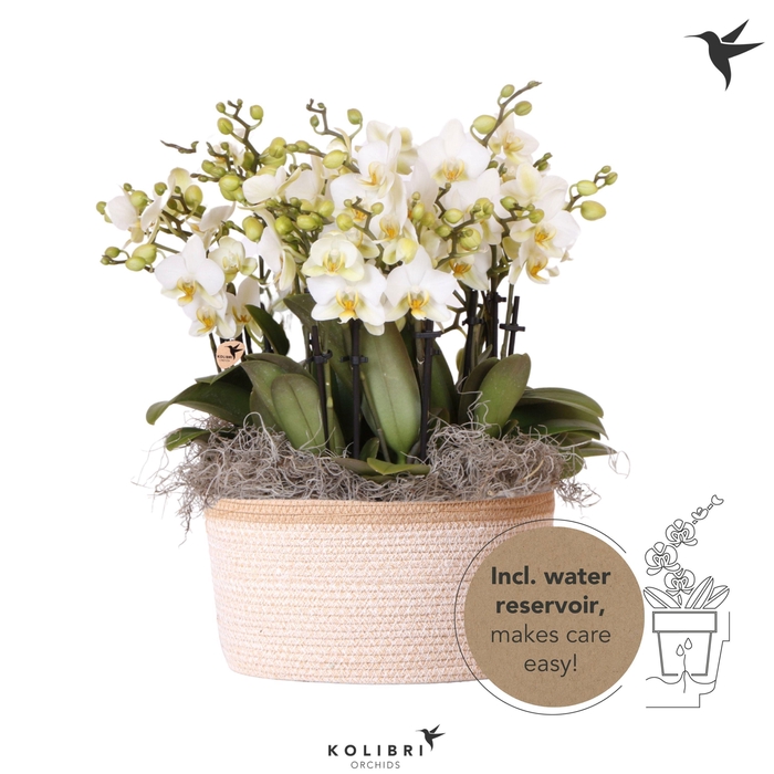 <h4>Kolibri Orchids Phalaenopsis Mono Bouquet Lausanne 15 spike in Basket white with watering system</h4>