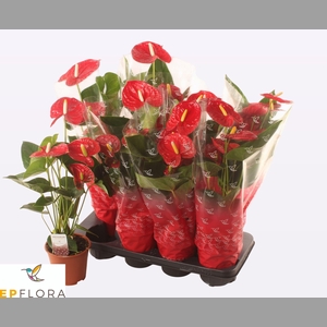 ANTHU A JAMBO RED