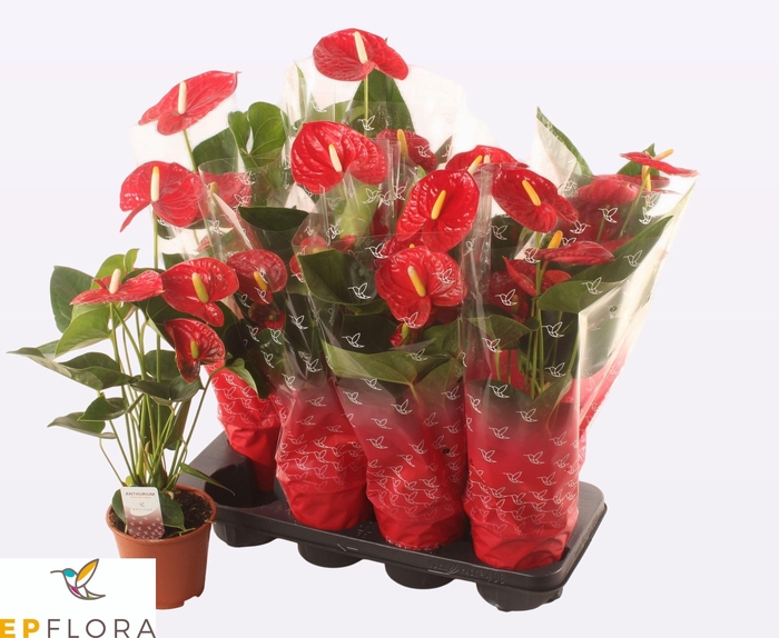 <h4>ANTHU A JAMBO RED</h4>