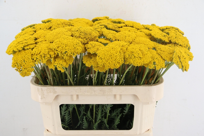 <h4>ACHIL F PARK VARIETY</h4>