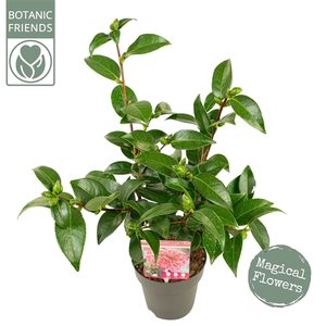 Camellia jap. 'Volunteer' Premium