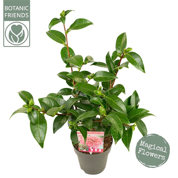 <h4>Camellia jap. 'Volunteer' Premium</h4>