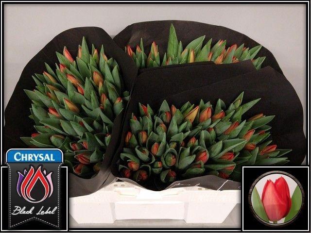 <h4>TU EN RED SOLDIER</h4>