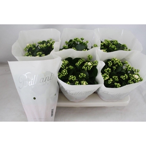 Gevuld 15 cm Wit Brilliant