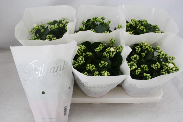 <h4>Gevuld 15 cm Wit Brilliant</h4>