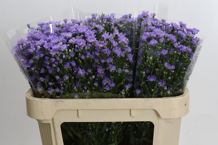 <h4>Aster Cassandra</h4>