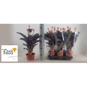 CALAT CROCATA