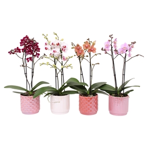 Phal. Multiflora 2-tak mix in keramiek BGC060