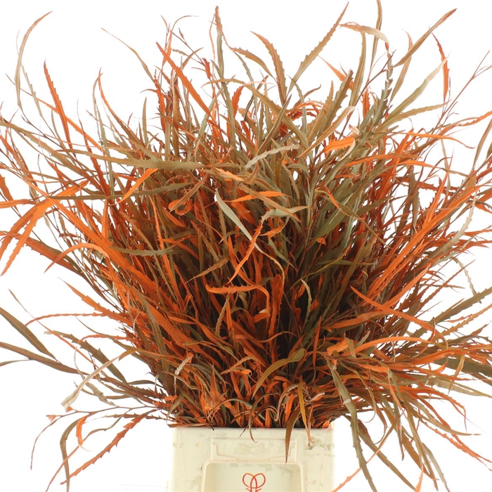 <h4>Grevilea Klb Orange</h4>