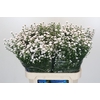 Aster White Gypsy