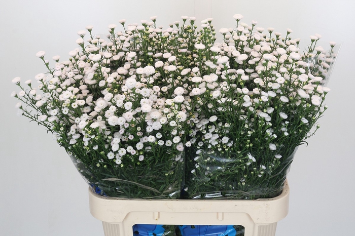 Aster White Gypsy