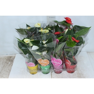 ANTHURIUM VARIADO P09