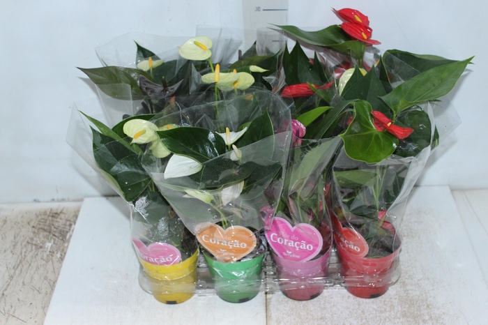 <h4>ANTHURIUM VARIADO P09</h4>