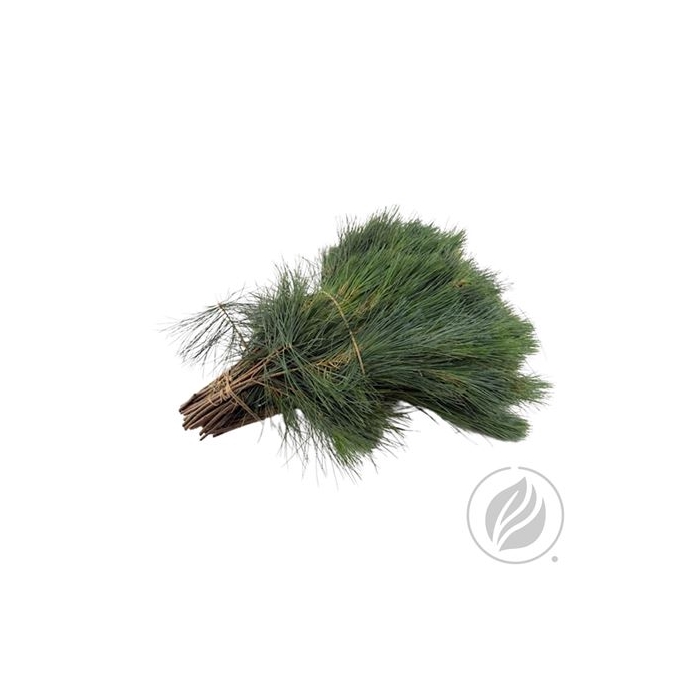 <h4>KIEFER 40CM</h4>