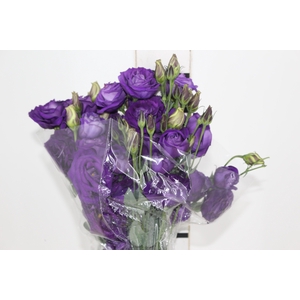 LISIANTHUS ROXO 060 CM MIN 500 GRAMAS
