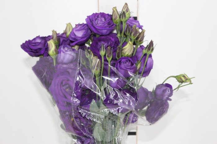 <h4>LISIANTHUS ROXO 060 CM MIN 500 GRAMAS</h4>