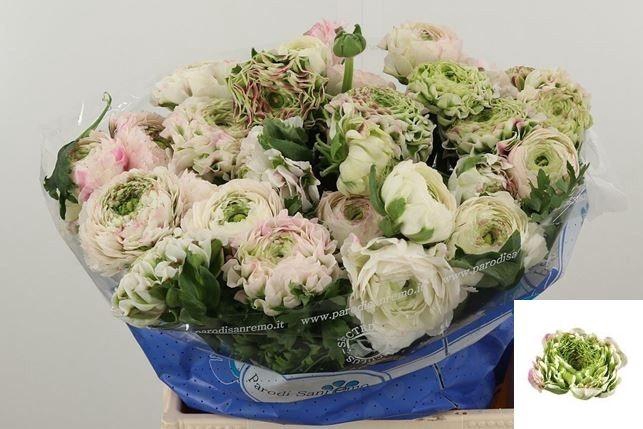 <h4>RAN PON PON CASPER</h4>