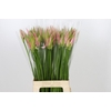 Nerine Vesta K