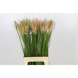 Nerine Vesta K