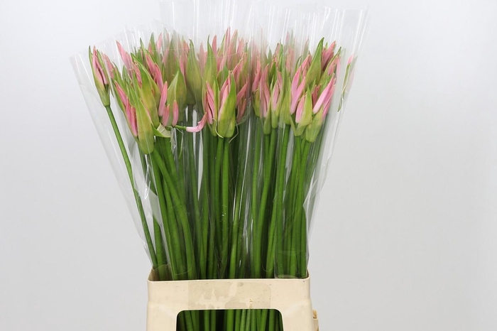 <h4>Nerine Vesta K</h4>