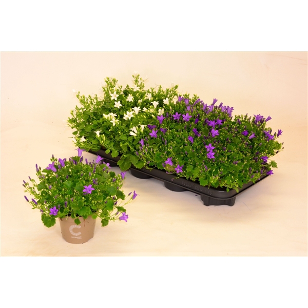 <h4>Campanula Porto mix</h4>