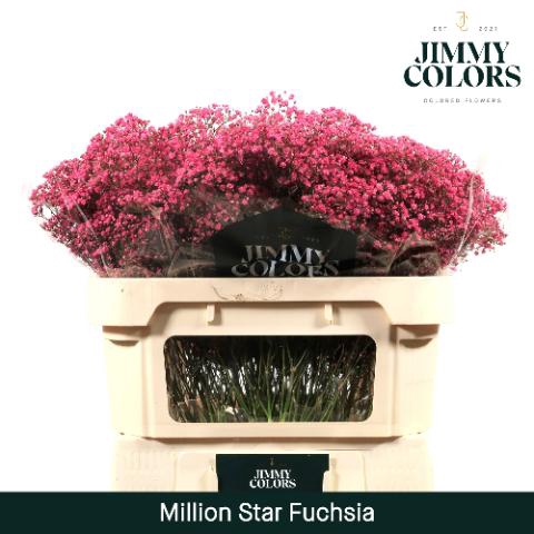 <h4>Gyps Million Star L70 Fuchsia</h4>