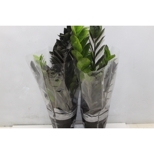 ZAMIOCULCAS BLACK DOWON P15