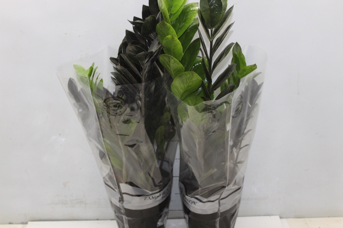 <h4>ZAMIOCULCAS BLACK DOWON P15</h4>