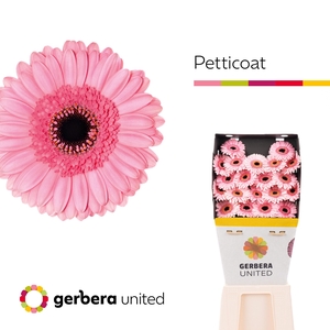 Germini Petticoat Diamond per kaart