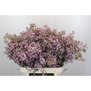 Chamelaucium Pirouette