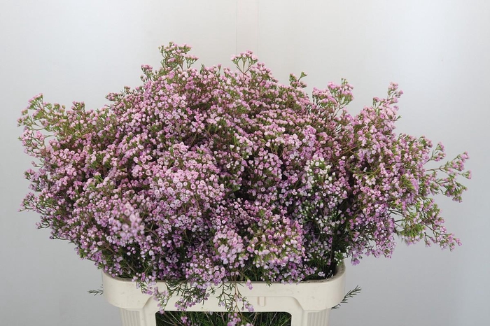 <h4>Chamelaucium Pirouette</h4>