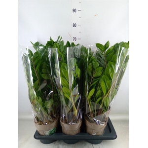 Zamioculcas zamiifolia