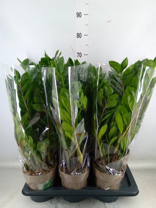 <h4>Zamioculcas zamiifolia</h4>