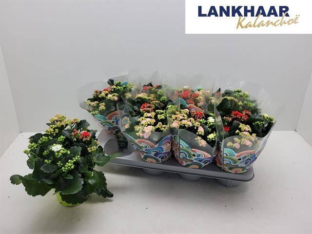 <h4>KAL GE GEM I POT</h4>