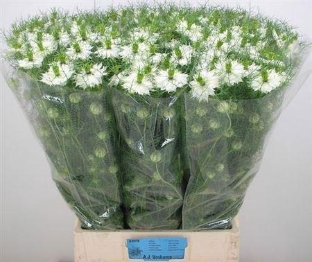 <h4>Nige D Bridal White</h4>