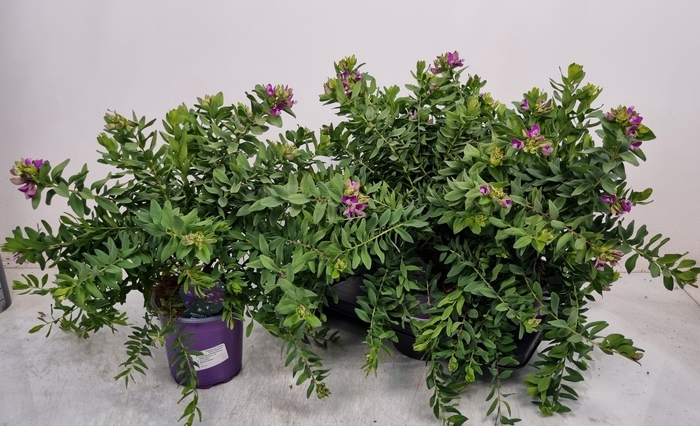 <h4>POLYGA MYRTIFOLIA</h4>
