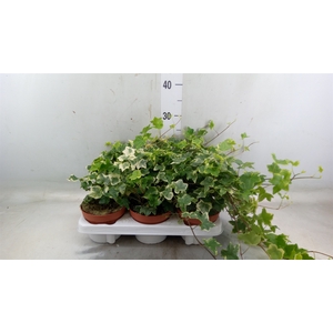 Hedera helix 'Tonny'
