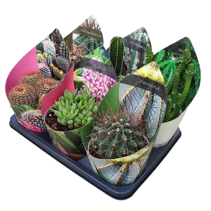 MIX CACTUS AND SUCCULENTS - POT Ø 14 WITH POTCOVER - TRAY 6 PCS (CACTUS EN SUCCULENTEN)