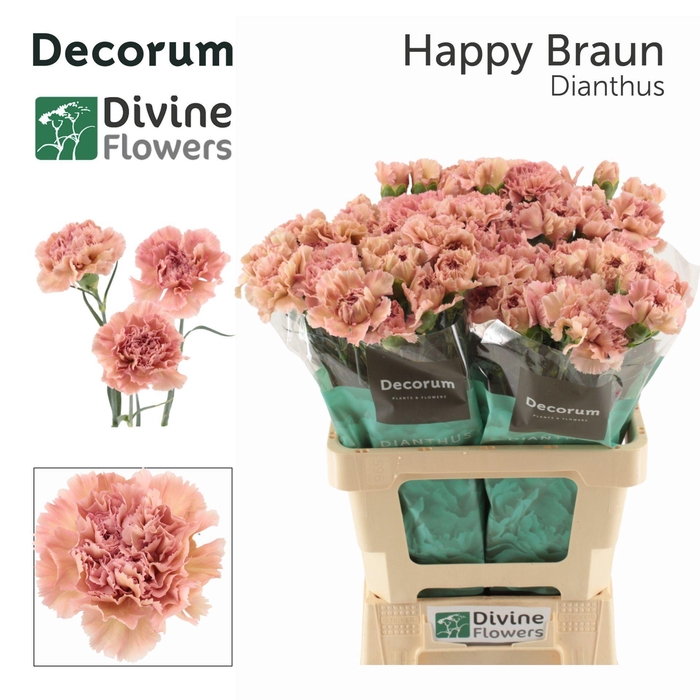 <h4>Dianthus ST 'Happy Braun'</h4>